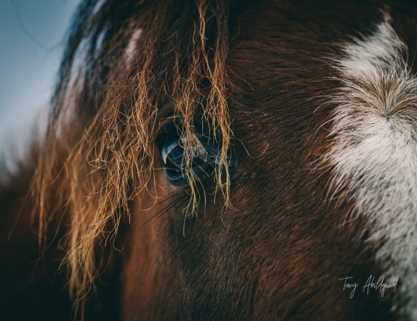 Macro Horse Eye Hi Res   A3 by Tracy Abildgaard